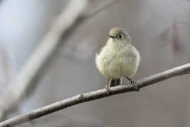 Roitelet à couronne rubis