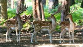 Hey ! ça traîne, derrière !