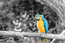 perroquet coloré
