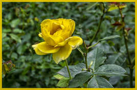 Rose Jaune