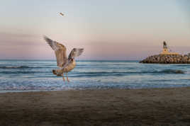 MOUETTE UNE FRITE