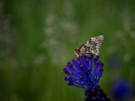 Un papillon très fleur bleue