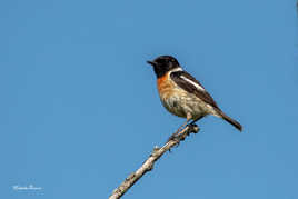 Tarier pâtre en affût