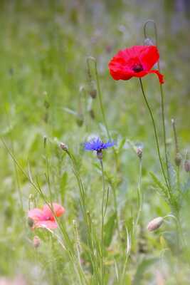 Jardin sans herbicide