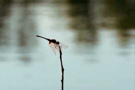 Ambiance Lacustre 2