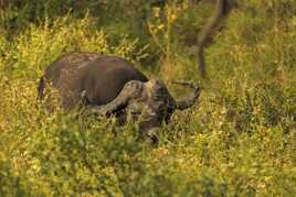 Kruger: Le Buffle
