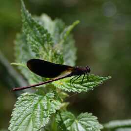 Demoiselle