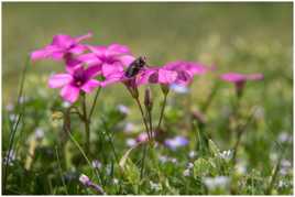 pose d'une mouche en pause