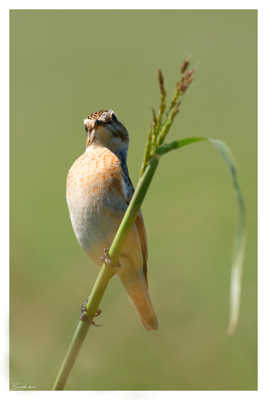 Attention je bombe le torse