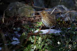 Grive musicienne - Turdus philomelos