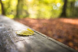 L'automne est bien là !