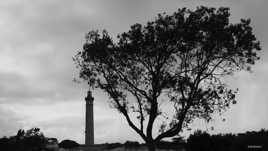 le phare des baleines