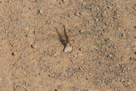 conseil pour dédutant