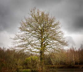 Un arbre en Sologne