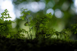 Welcome to the jungle