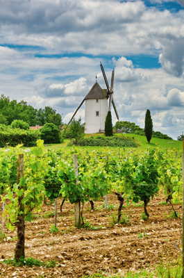 Vigne et moulin