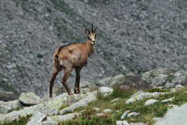 Chamois