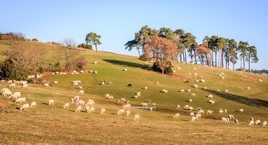 Moutons d'Ardèche