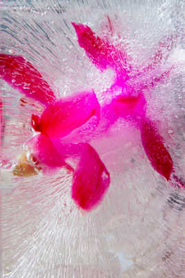 fleur  en glaçon