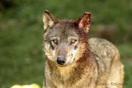 Loup des pyrénées.