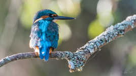 Martin prend la pose