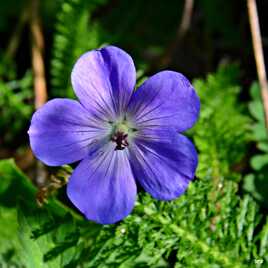 Tite fleur bleue