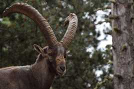 bouquetin des pyrénées