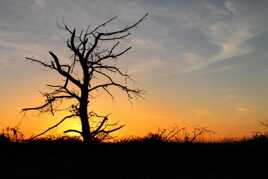 L'arbre mort