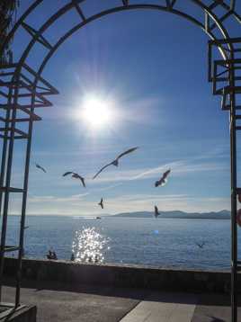 Captées en plein vol