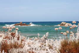 Vu sur la mer depuis les arbustes cotiers