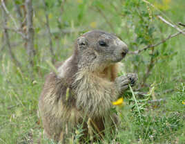 Marmotte des Alpes (2)