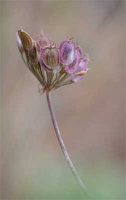 Je ne connais pas son nom