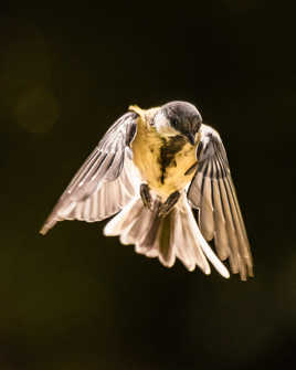 Tu m'as brûlé les ailes !