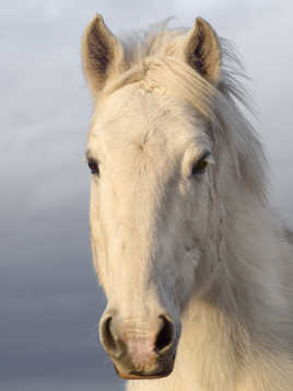 Portrait serré