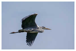 Héron cendré en vol