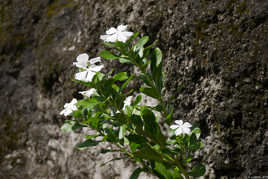 Fleure dans l'allée