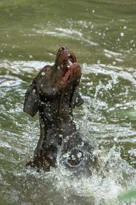 Un poisson nommé Héliot