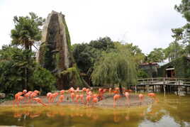 Flamant des Caraïbes!