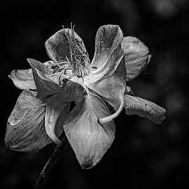 Nature monochrome (15)