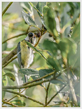 Belle souplesse de la Mésange bleue