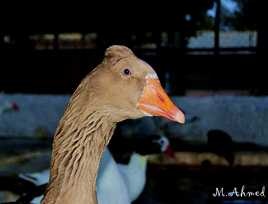 Goose