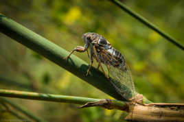 Qui chante tout l'été