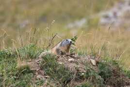 Marmotte : donner l'alerte ou pas ?