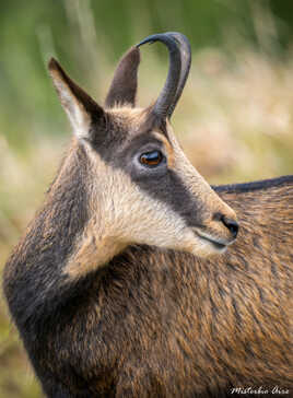 Chamois du Haut Doubs