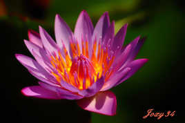 Nénuphar de Poingam