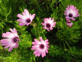 Célébrons l'été!