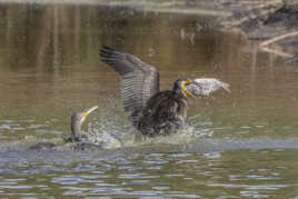 Les yeux plus gros que le ventre