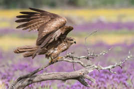 Millan noir dans un champ de lavande