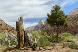 Zion National Park