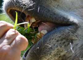 La bouche de Gustave